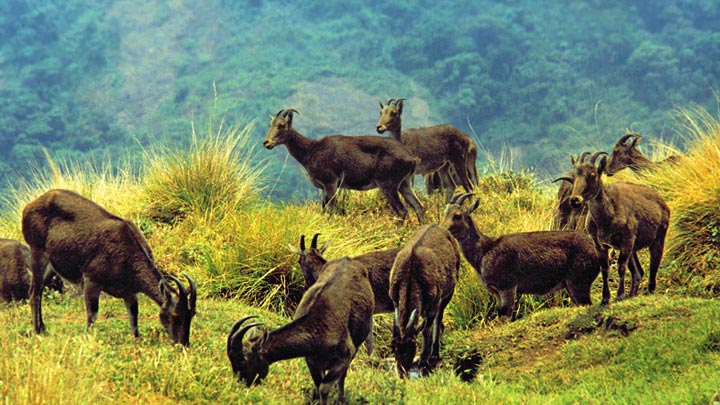 Best Wildlife Sanctuaries in Keral to Visit | Indusgo