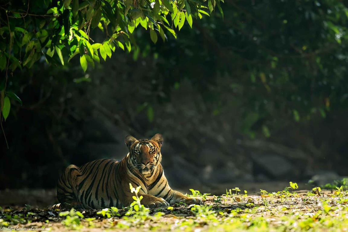 parambikulam-tiger-reserve-wildlife-santuary